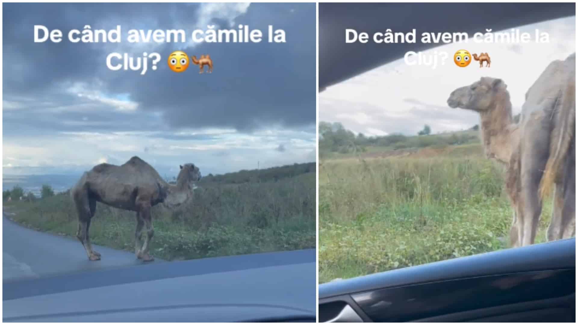 Imagini virale cu un dromader, pe un drum din Cluj. ”E normal să fie și cămile, dacă prețurile sunt ca în Dubai”