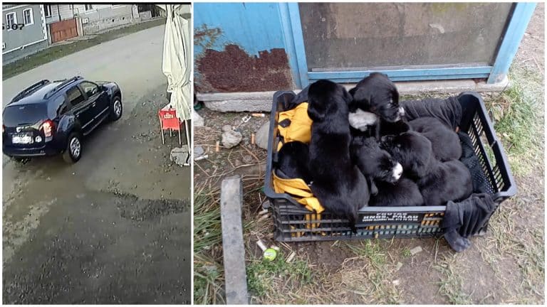 Zece cățeluși, abandonați la Brașov chiar înainte de ”recitalul petardelor” din noaptea de Revelion. Mobilizare pentru găsirea stăpânilor