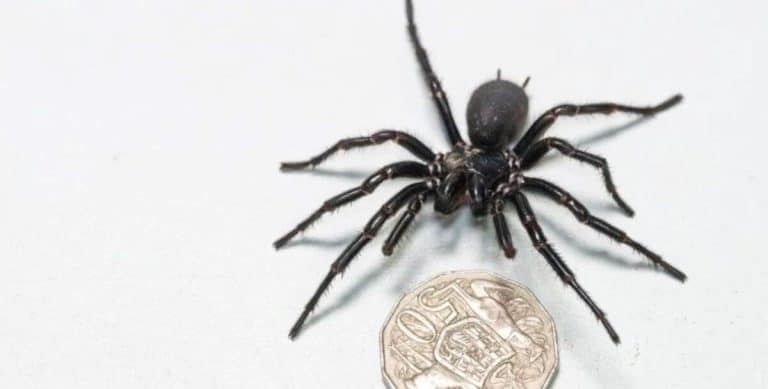 A fost descoperit cel mare păianjen din lume. Colţii săi străpung unghia unei persoane, iar cu veninul omoară un om în 15 minute