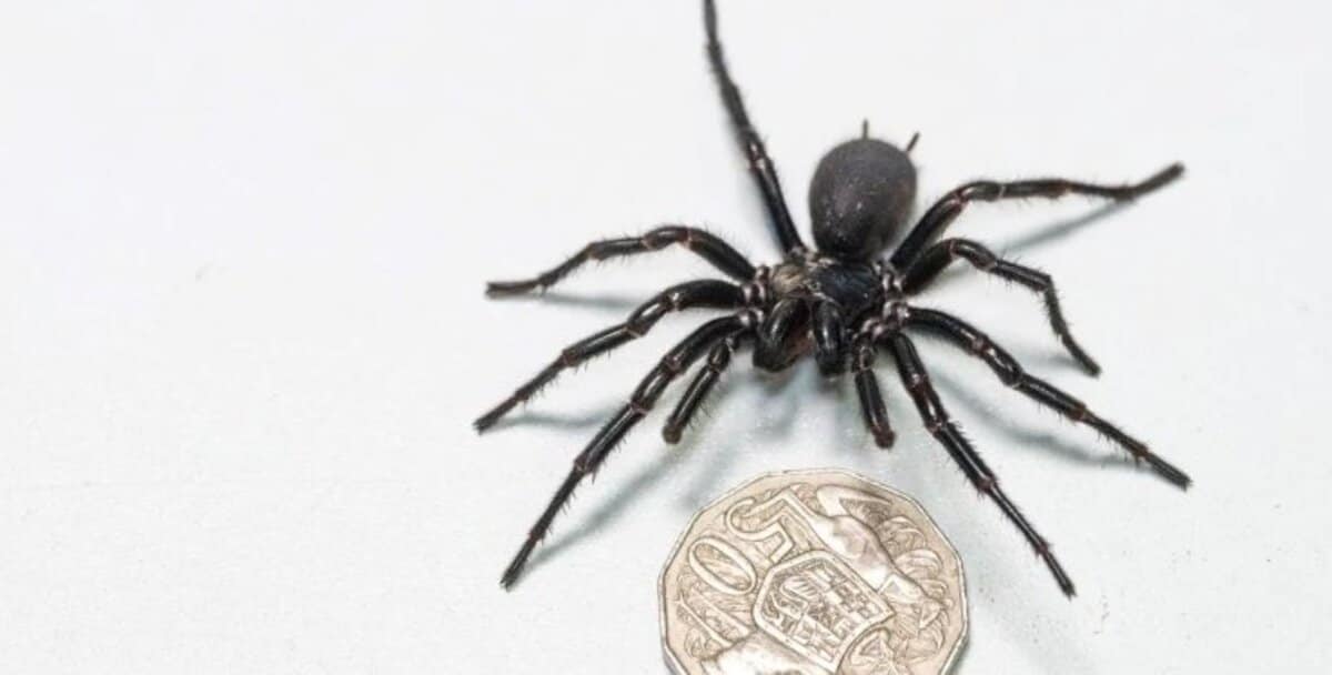 A fost descoperit cel mare păianjen din lume. Colţii săi străpung unghia unei persoane, iar cu veninul omoară un om în 15 minute