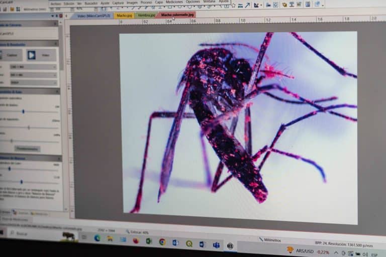 2,4 miliarde de țânțari modificați genetic au fost eliberați în natură în SUA. Care a fost scopul experimentului