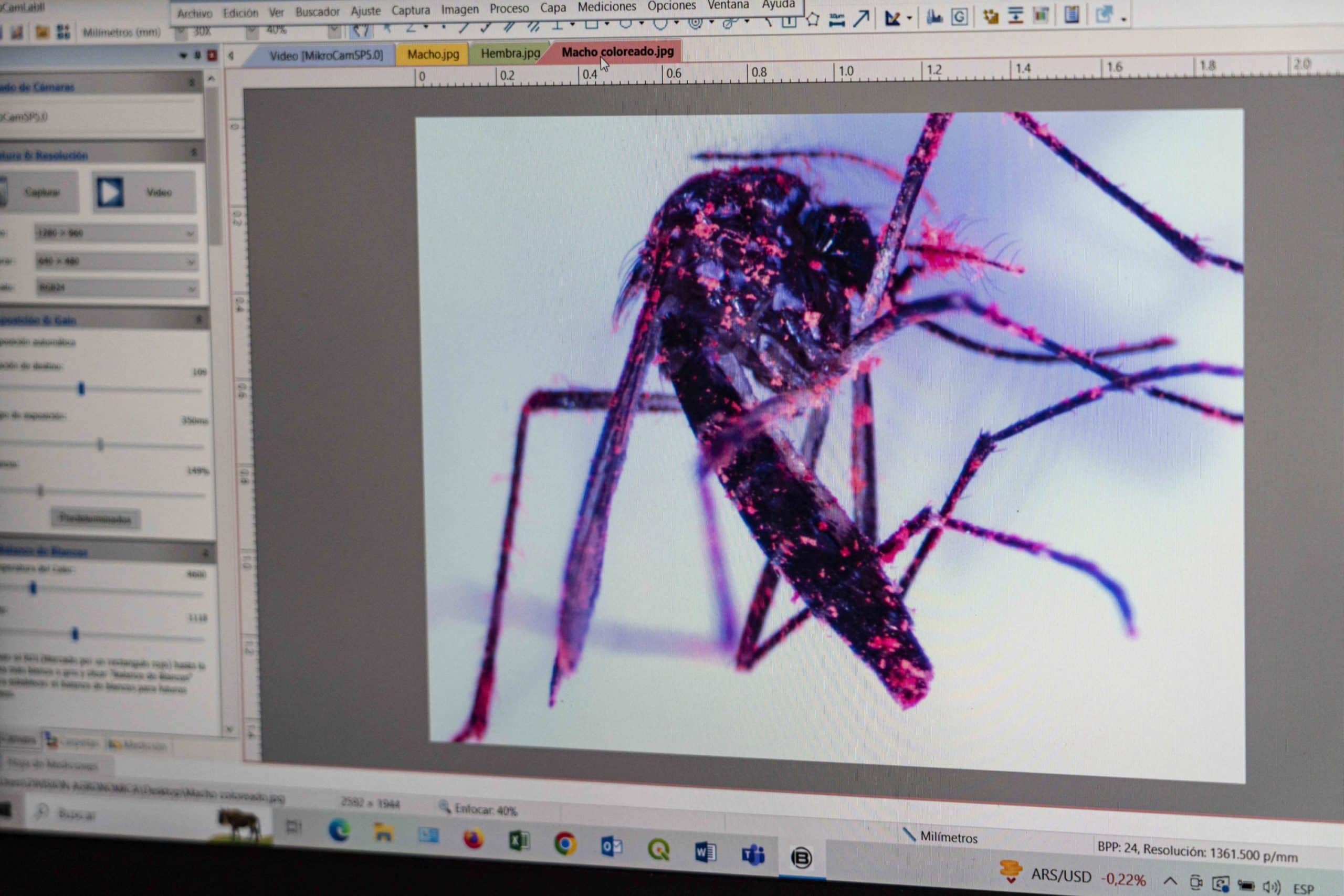 2,4 miliarde de țânțari modificați genetic au fost eliberați în natură în SUA. Care a fost scopul experimentului