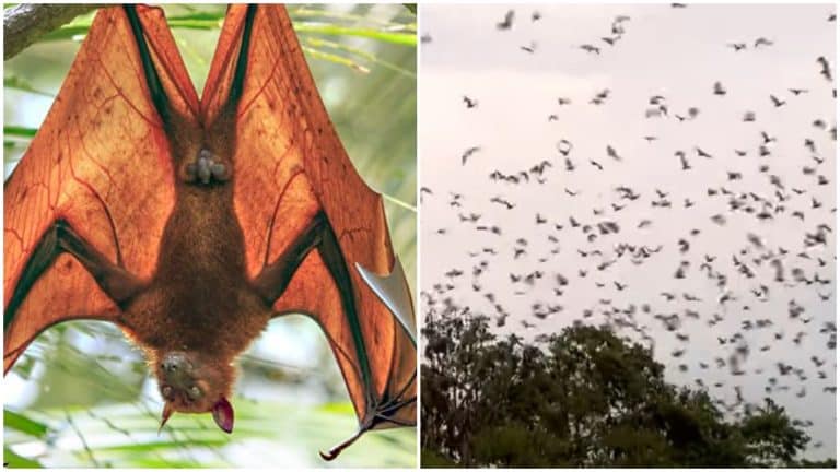 Orașul care s-a umplut de lilieci. Cerul s-a înnegrit și oamenii se tem să iasă din case