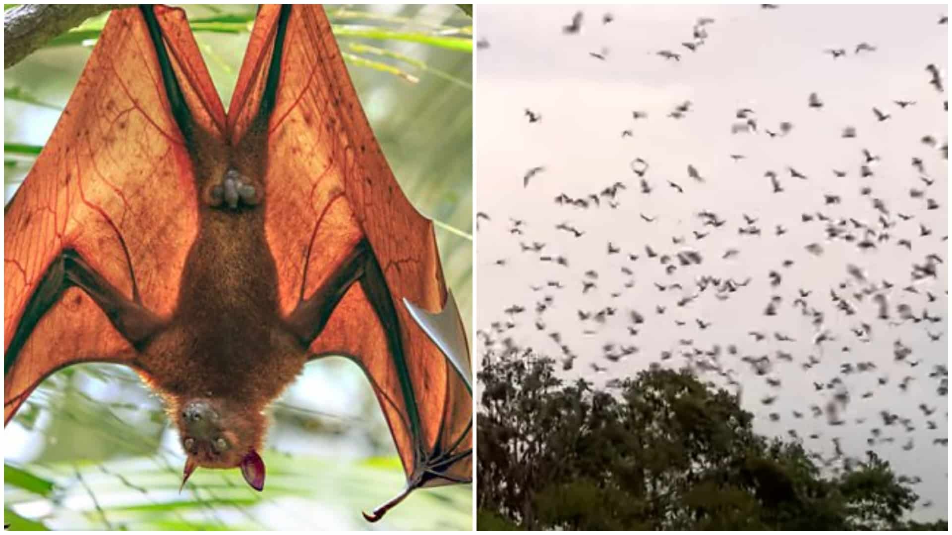 Orașul care s-a umplut de lilieci. Cerul s-a înnegrit și oamenii se tem să iasă din case