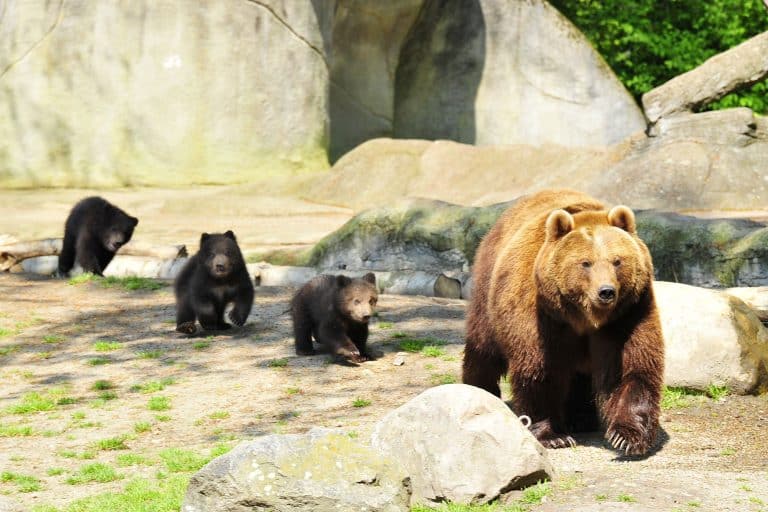 O ursoaică și puiul ei au fost uciși în Odorheiul Secuiesc. Animalele umblau pe străzile orașului de luni bune