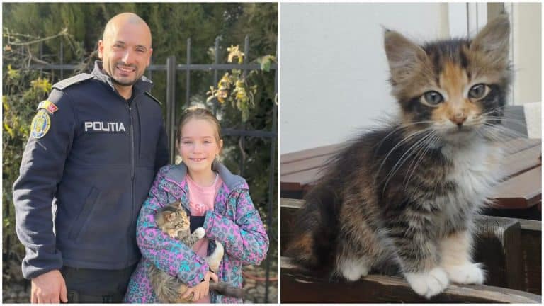 Reacția polițiștilor din Eforie, după ce tatăl unei fetițe de 9 ani a venit să reclame că i-a fost furat pisoiul