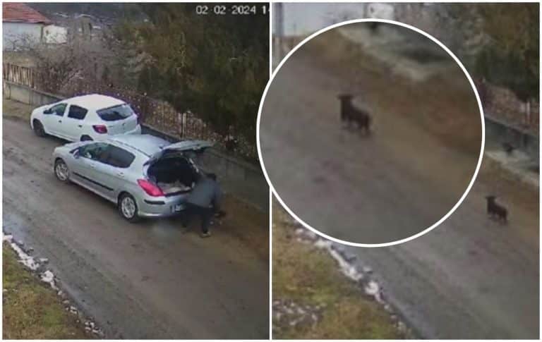 Amendă uriașă pentru un bărbat din Cluj care a abandonat trei pui de câine pe stradă. A fost filmat fără să știe