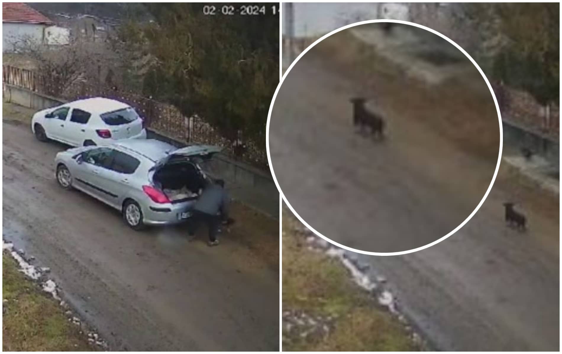 Amendă uriașă pentru un bărbat din Cluj care a abandonat trei pui de câine pe stradă. A fost filmat fără să știe