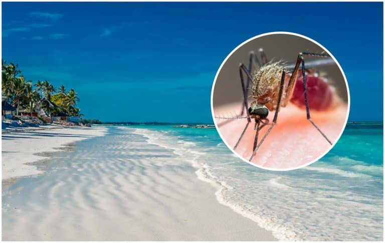 Peste 3.500 de cazuri de malarie în Zanzibar. Doi români au murit după ce s-au infectat cu această boală în vacanță