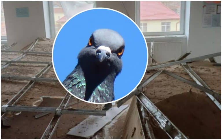 Reacția primarului după ce tavanul unei școli s-a prăbușit peste copii. Ar fi de vină porumbeii