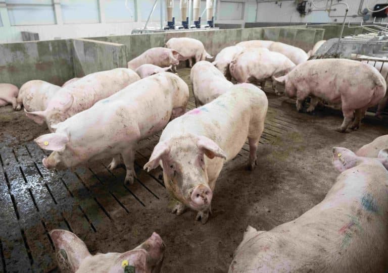 Comuna din România unde se va construi cea mai mare fermă de porci din Europa. Investiția e 100% românească