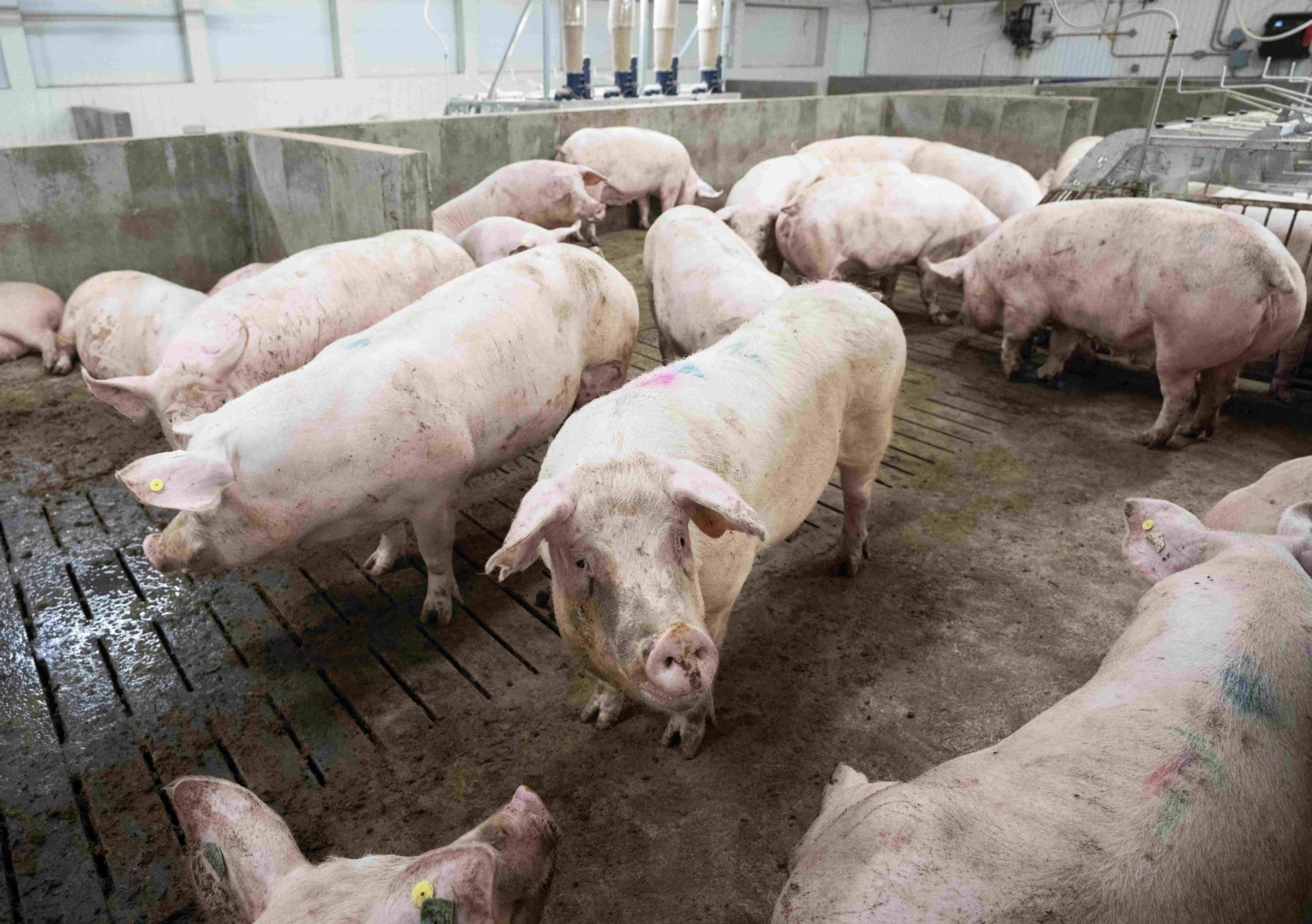 Comuna din România unde se va construi cea mai mare fermă de porci din Europa. Investiția e 100% românească