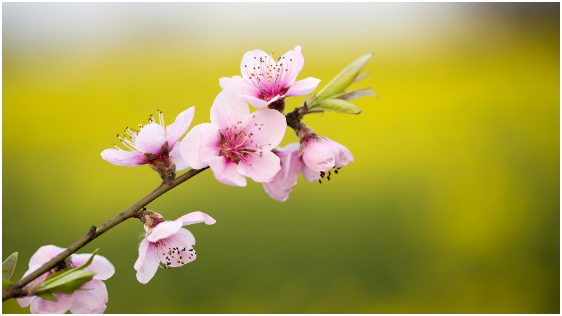 Prognoza meteo pentru săptămâna 26 februarie – 3 martie. Ce se întâmplă cu vremea