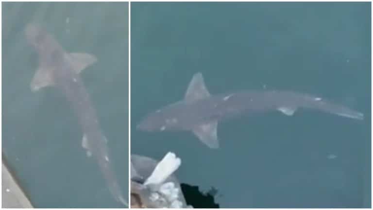 Un rechin a ajuns în Portul Constanța. Cât de periculoasă este specia care trăiește în Marea Neagră