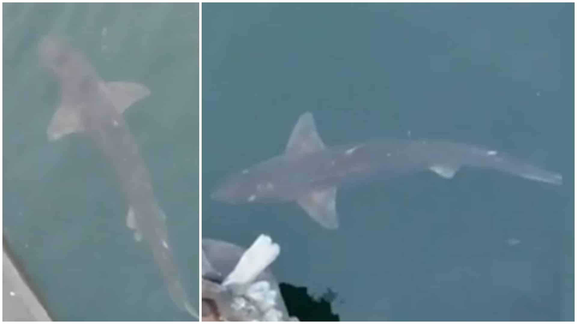 Un rechin a ajuns în Portul Constanța. Cât de periculoasă este specia care trăiește în Marea Neagră