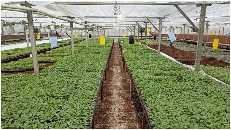 Anunțul pe care îl așteptau toți românii care stau la curte. Prețurile încep de la 50 de bani firul. Soiurile sunt românești și gustoase