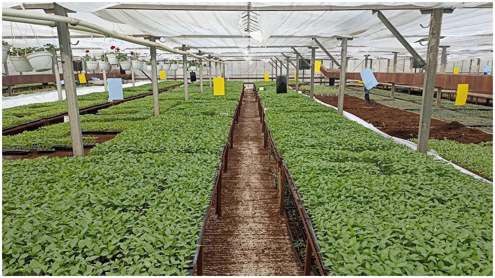 Anunțul pe care îl așteptau toți românii care stau la curte. Prețurile încep de la 50 de bani firul. Soiurile sunt românești și gustoase