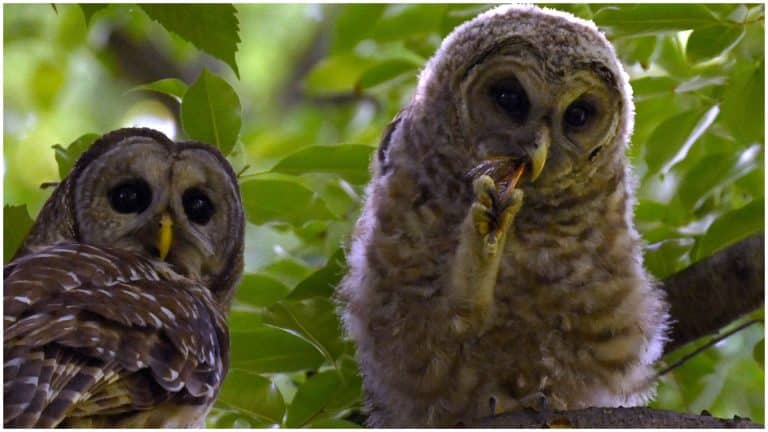 Statul care a decis să ucidă jumătate de milion de bufnițe. Cetățenii s-au revoltat: “O acțiune colosal de iresponsabilă”
