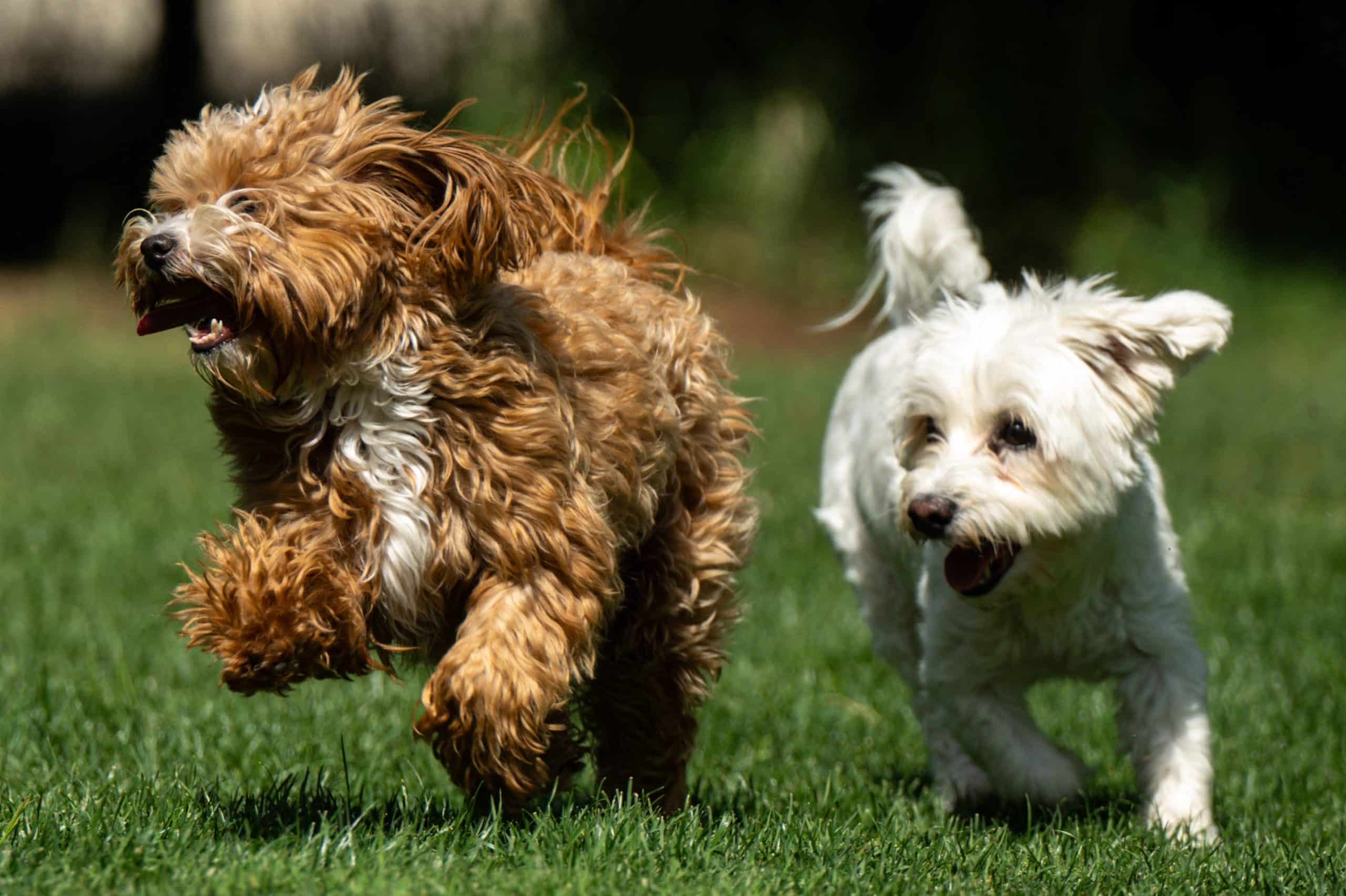 Toți proprietarii de câini din România trebuie să afle. Nu contează dacă stai la bloc sau curte