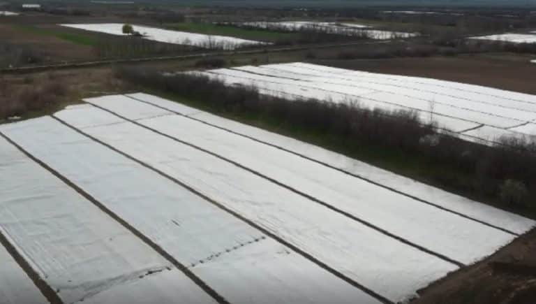 Cristian a băgat toți banii munciți în Anglia în afacere. A vândut deja recolta în întregime cu 30 lei/kg