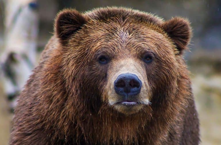 Pagube însemnate produse de animalele sălbatice din România. Județul în care urșii și-au făcut de cap