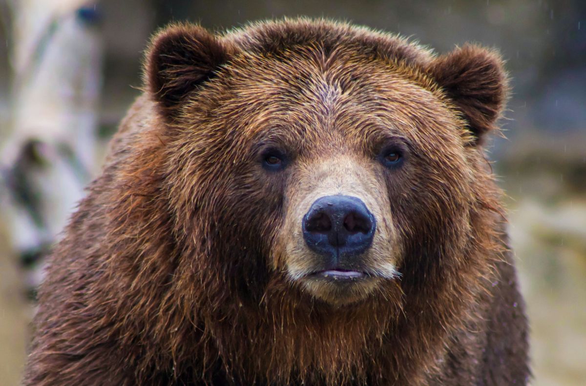 Pagube însemnate produse de animalele sălbatice din România. Județul în care urșii și-au făcut de cap