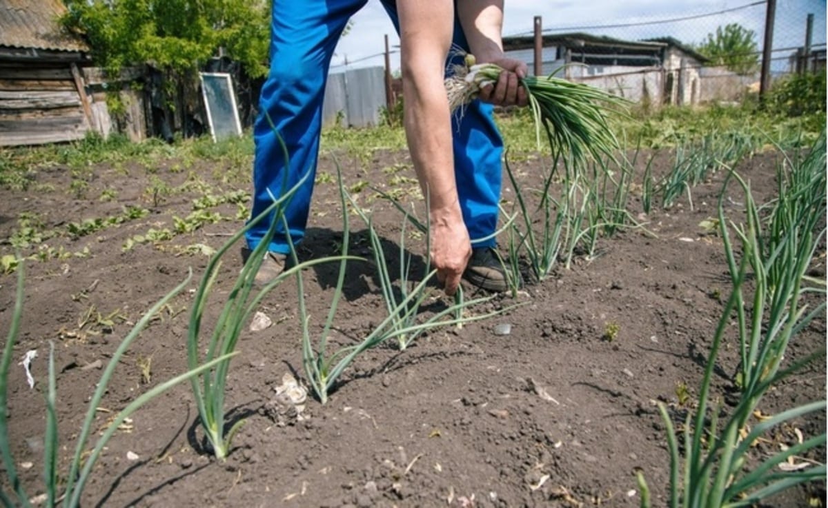 Producătorii agricoli au ajuns la exasperare. Aruncă tone de legume, în timp ce în pieţe samsarii vând marfa la preţuri cu 200% mai mari