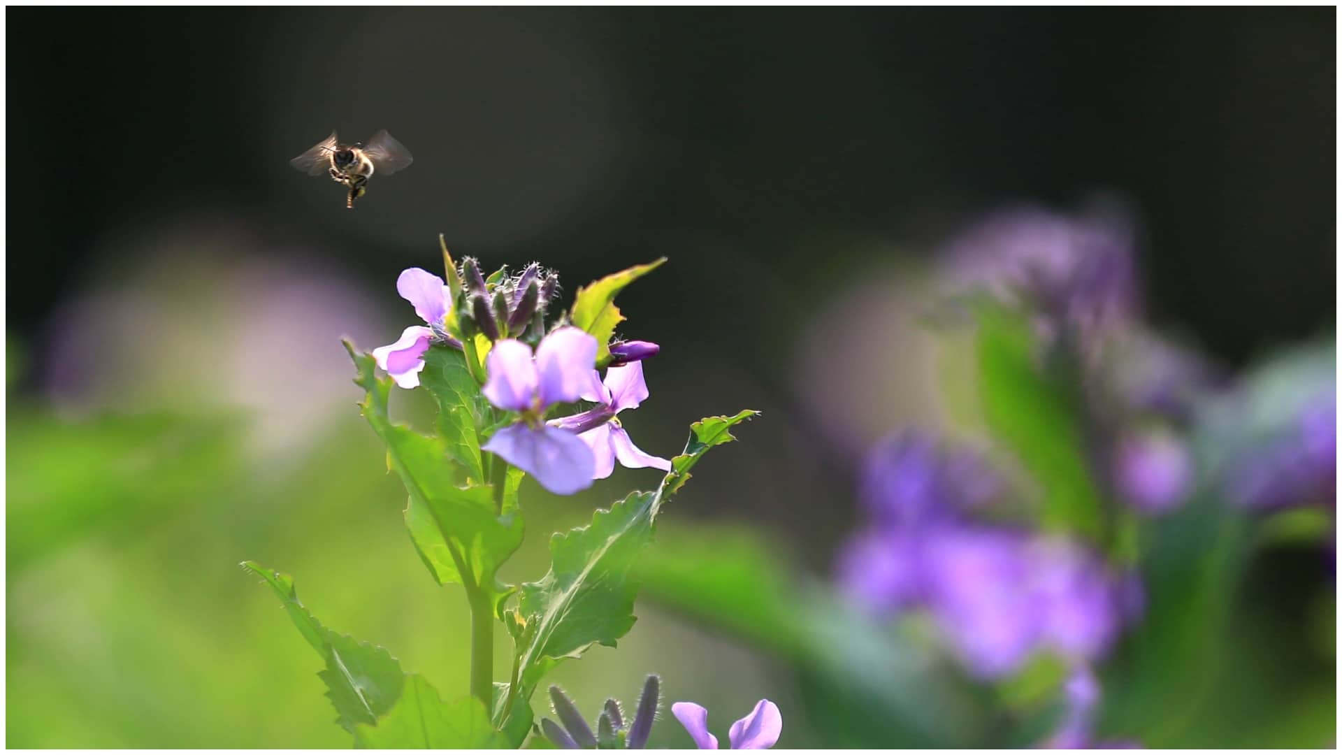 Prognoza meteo pentru 29 aprilie – 27 mai. Vești bune privind vremea de 1 Mai și Paște, anunțul ANM