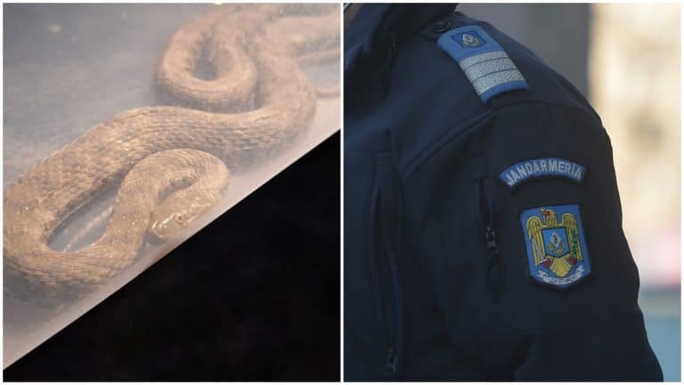 Panică în Mehedinți. Un șarpe a fost găsit în dormitorul unei familii