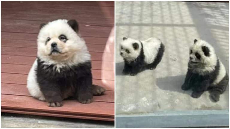 Video. Câini vopsiți să arate precum urșii panda la o grădină zoologică: ”Și oamenii își vopsesc părul”