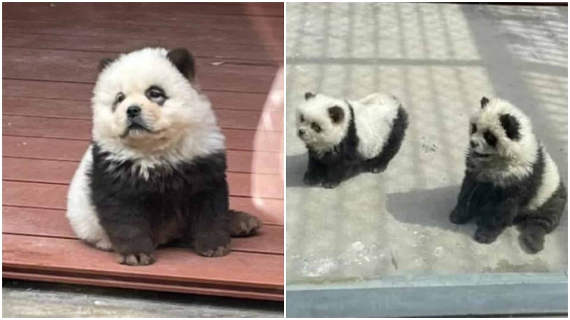 Video. Câini vopsiți să arate precum urșii panda la o grădină zoologică: ”Și oamenii își vopsesc părul”