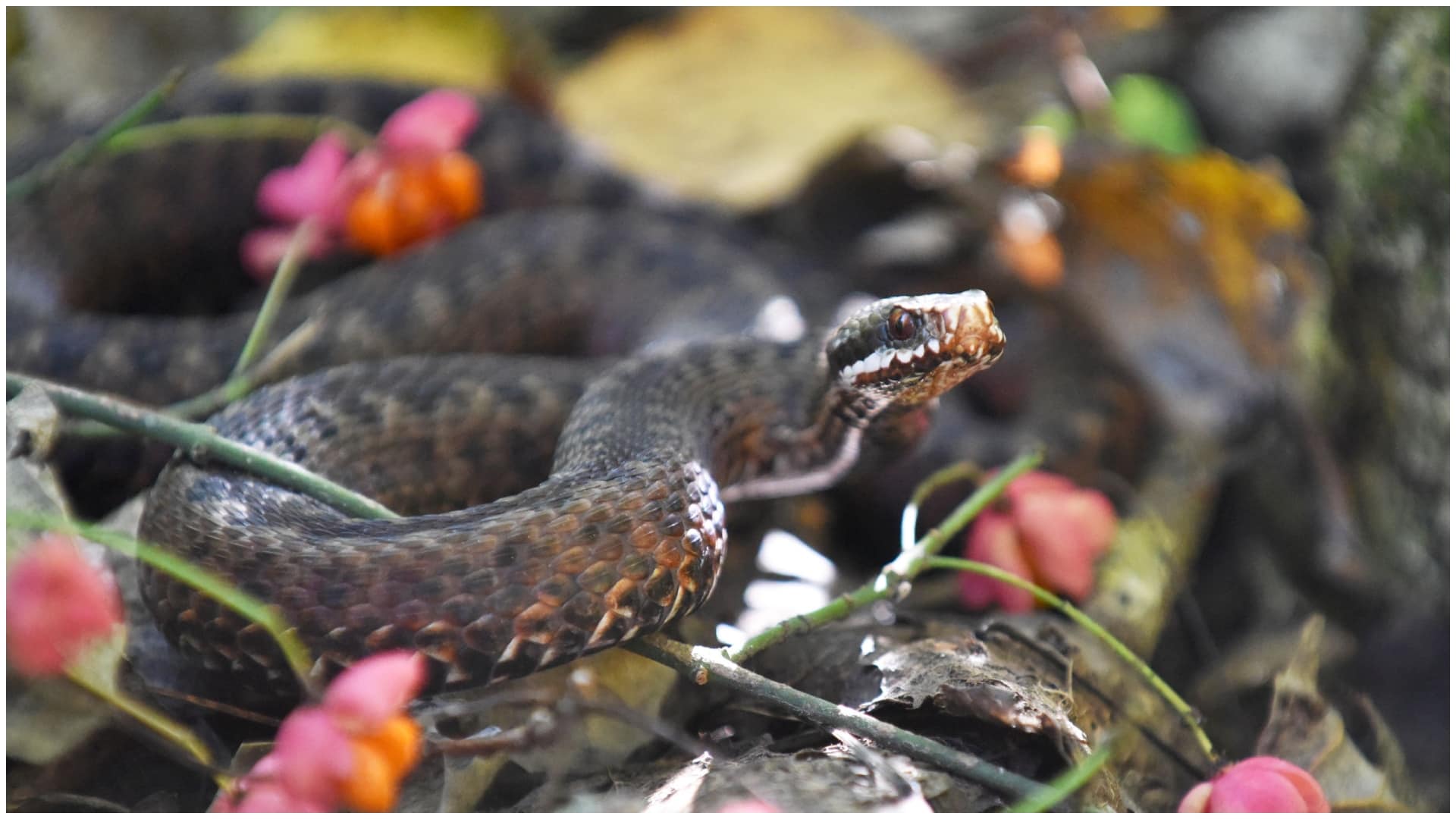 Caz înfiorător în Mehedinţi. Un tânăr care creștea vipere în apartament, găsit mort