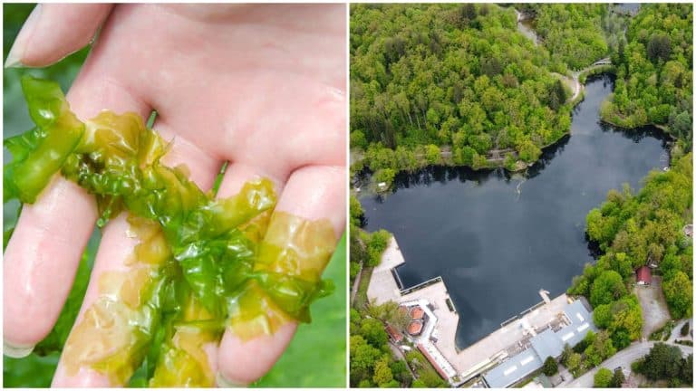 Locul din România în care cresc algele ulva. Sunt considerate hrana viitorului