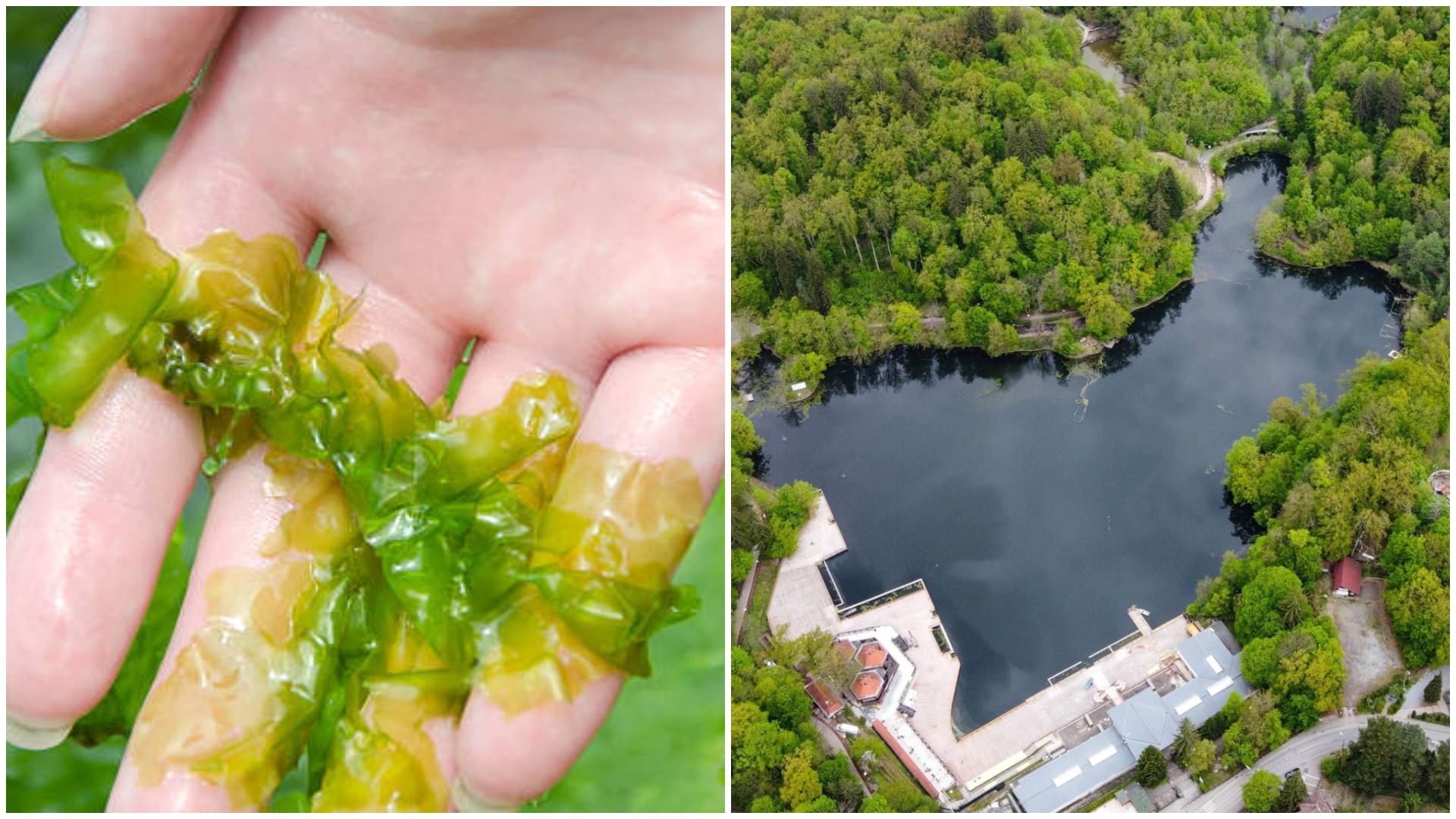 Locul din România în care cresc algele ulva. Sunt considerate hrana viitorului