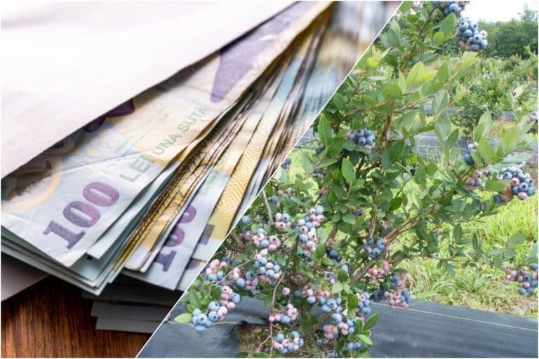 Afacerea pe care o familie întoarsă din Germania a dezvoltat-o puternic în România. Produsele sunt 100% naturale, pline de vitamine și se dau ca pâinea caldă