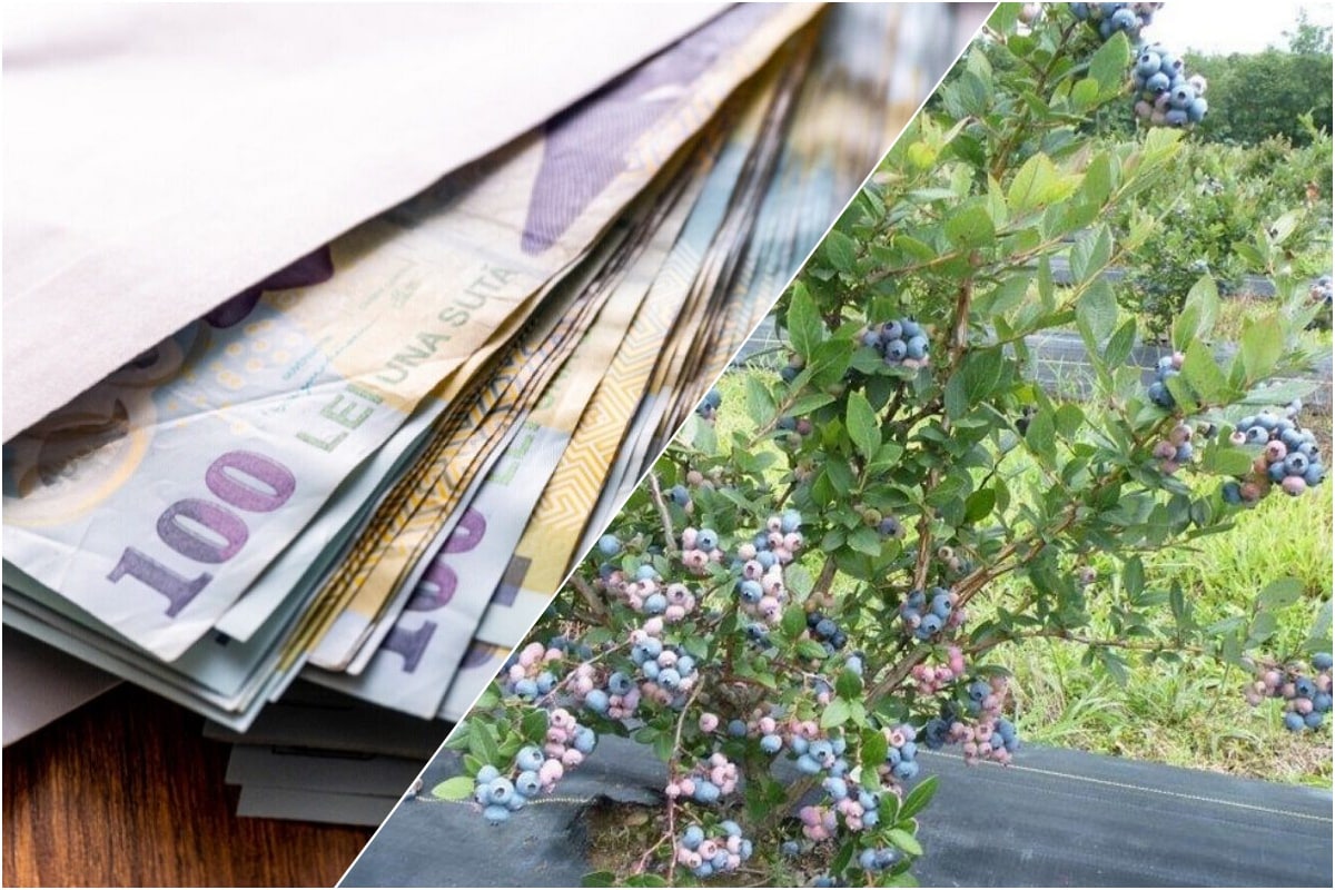 Afacerea pe care o familie întoarsă din Germania a dezvoltat-o puternic în România. Produsele sunt 100% naturale, pline de vitamine și se dau ca pâinea caldă