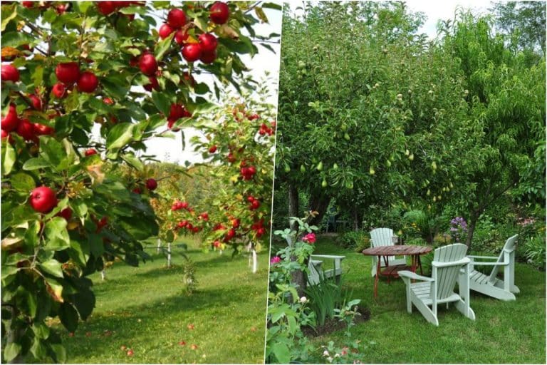 Copacii pentru care românii primesc bani de la stat dacă îi plantează în curte. Sumele nu sunt mici deloc și ajung la câteva sute de euro