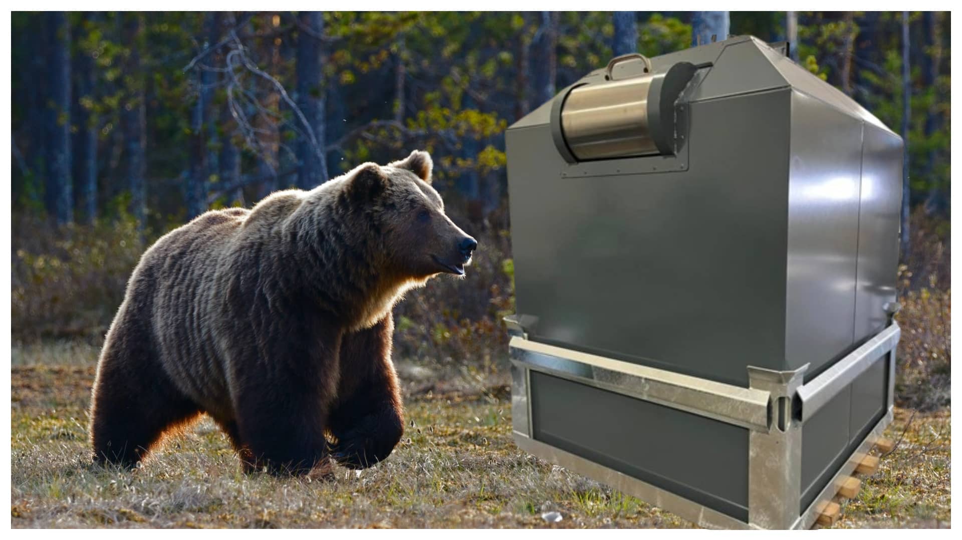 Primele containere anti-urs din România, date în folosință la Băile Tuşnad. Vor fi testate timp de mai multe luni