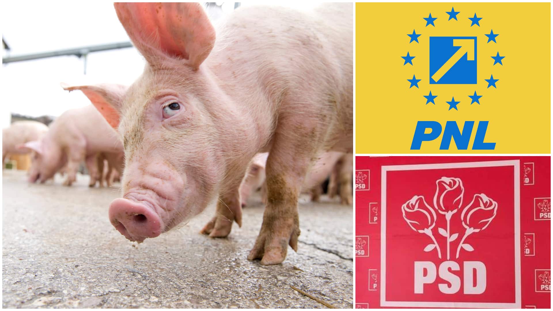 Operațiunea Ghiță. Cum a scăpat de închisoare un bărbat din Mureș, acuzat că a corupt votanții la ”locale” cu carne de porc