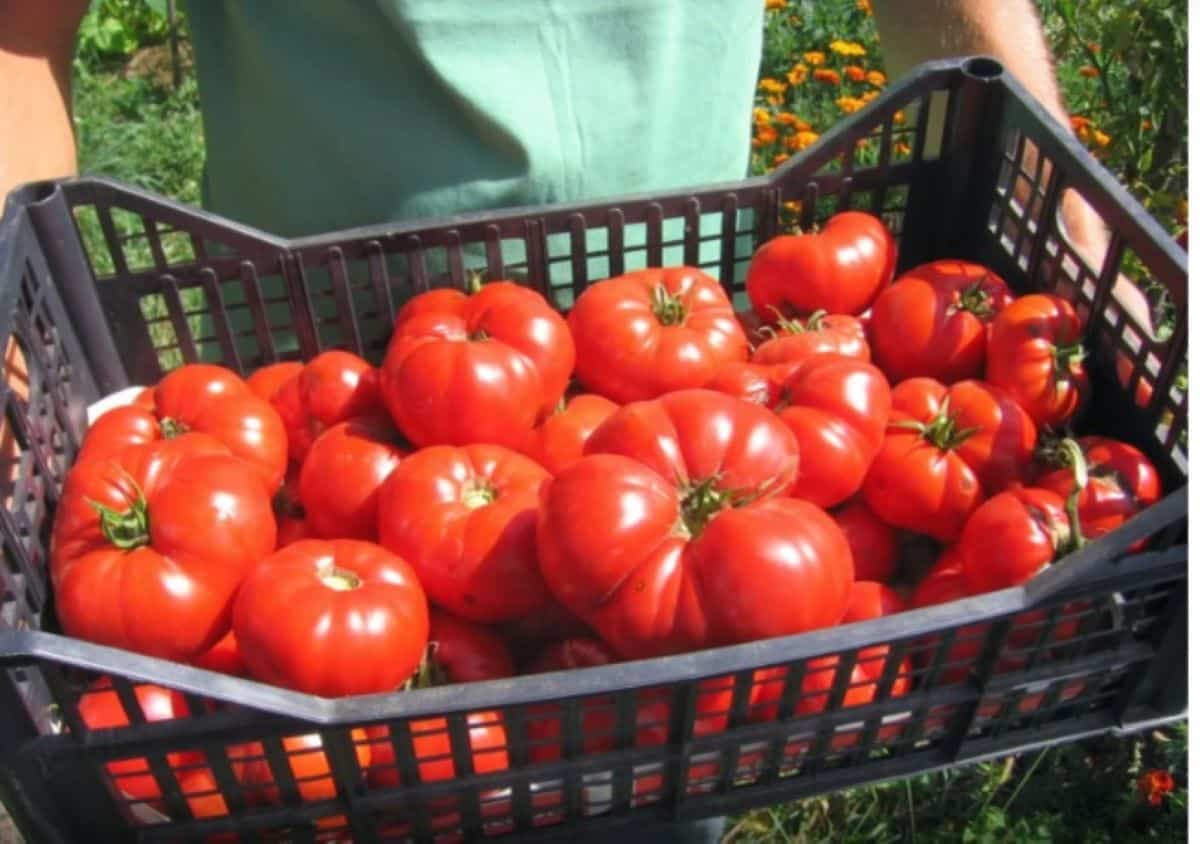 Câți bani poți câștiga la cules de roșii în Germania sau Austria. Sumele sunt cu mult peste cele din România