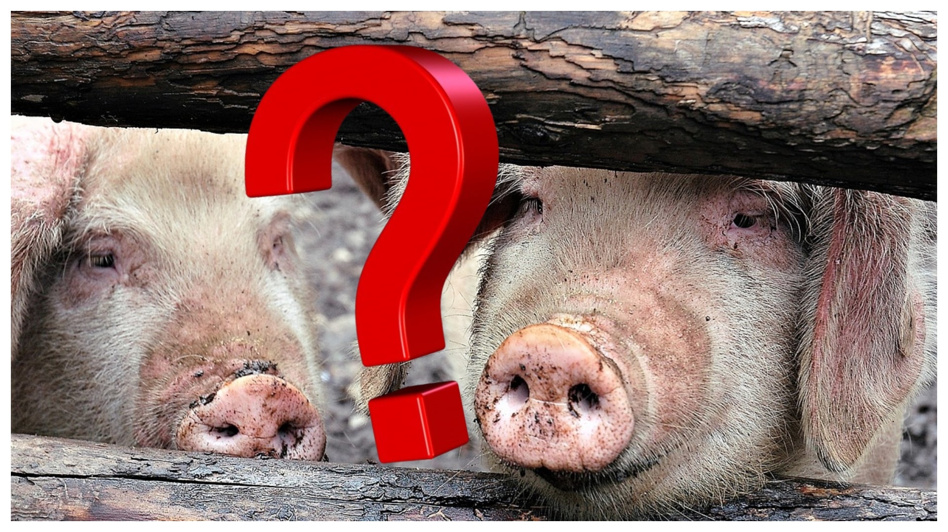 De unde provine carnea de porc din magazinele din România. Pe mulți îi va surprinde