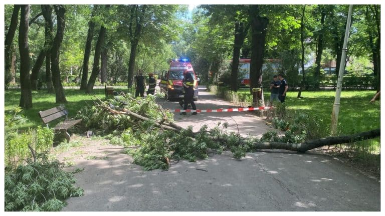 “Mi-a distrus copilul”. O femeie în scaun cu rotile, în comă după ce a fost lovită de o creangă căzută din copac în Parcul Bazilescu