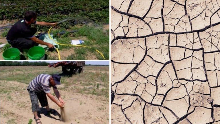 Soluția inedită găsită de fermierii din Oltenia după ce recolta le-a fost distrusă. Ce fel de fructe au ajuns să cultive