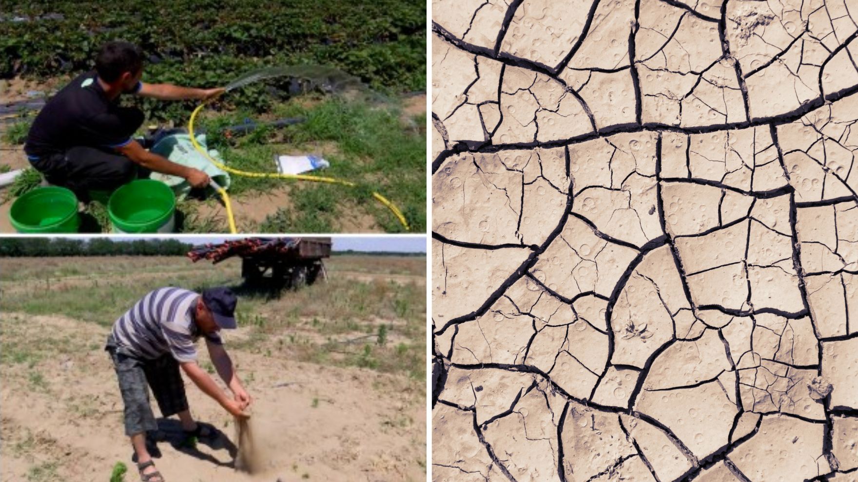 Soluția inedită găsită de fermierii din Oltenia după ce recolta le-a fost distrusă. Ce fel de fructe au ajuns să cultive