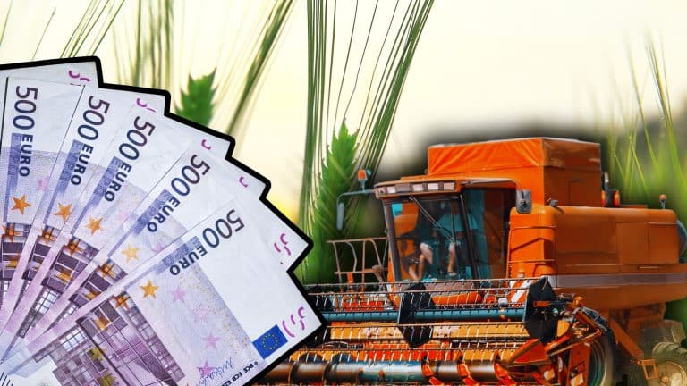 Planta din România care l-a îmbogățit pe Gabi. E mereu primul la recoltat și vinde pe bani frumoși