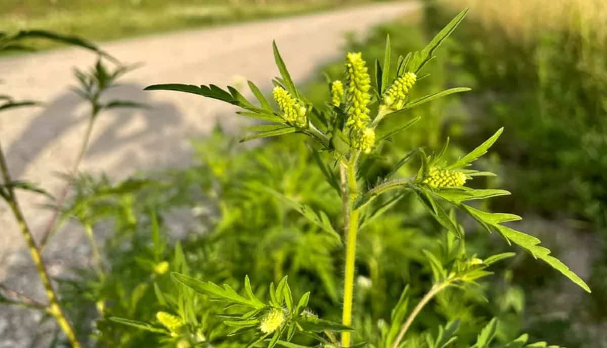 Planta banală pentru care poți fi amendat dacă stai la curte sau ai un teren. Noile norme pe care toți românii trebuie să le cunoască au intrat în vigoare