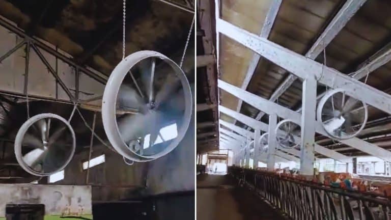 Ferma din România care e ruptă din filmele SF. Are aer condiționat instalat pentru animale