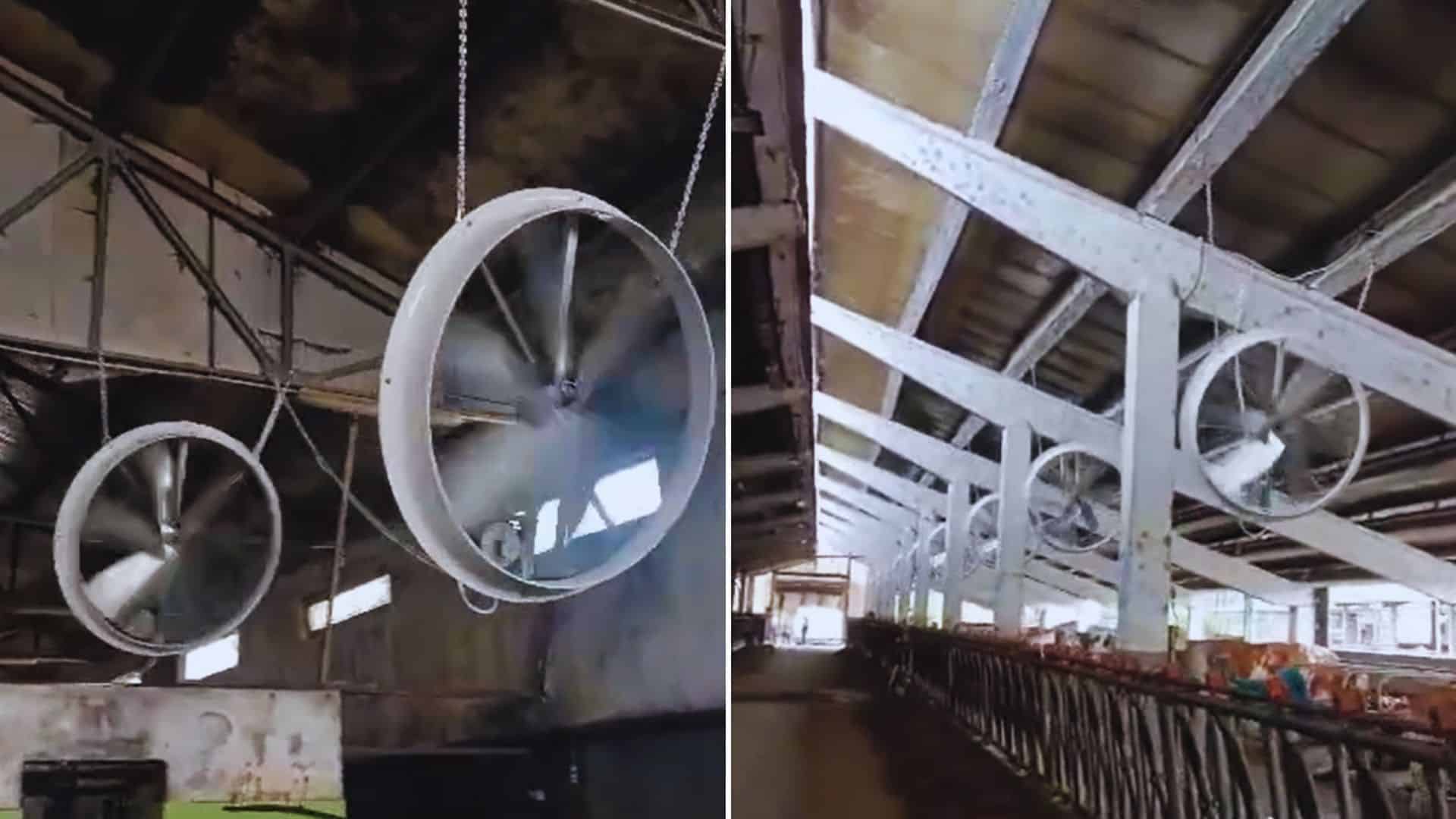 Ferma din România care e ruptă din filmele SF. Are aer condiționat instalat pentru animale