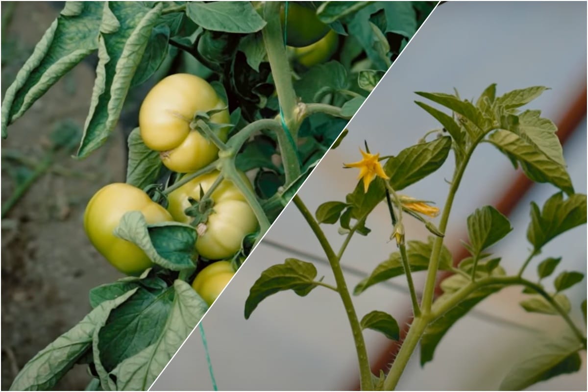 Fermierul din România care a dat lovitura. Are o producție record de roșii. Care a fost secretul succesului