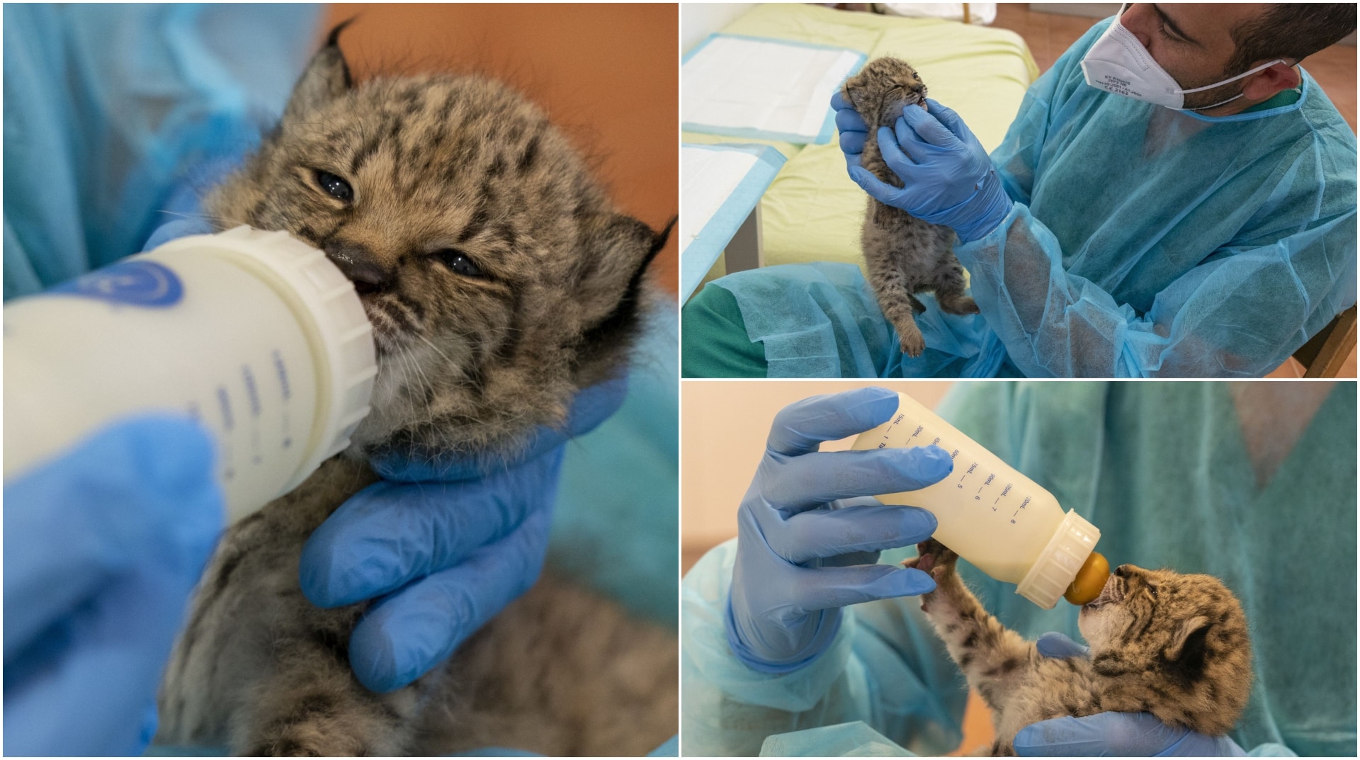 Animalul deosebit care nu mai e pe cale de dispariție. Specia a fost salvată cu eforturi uriașe